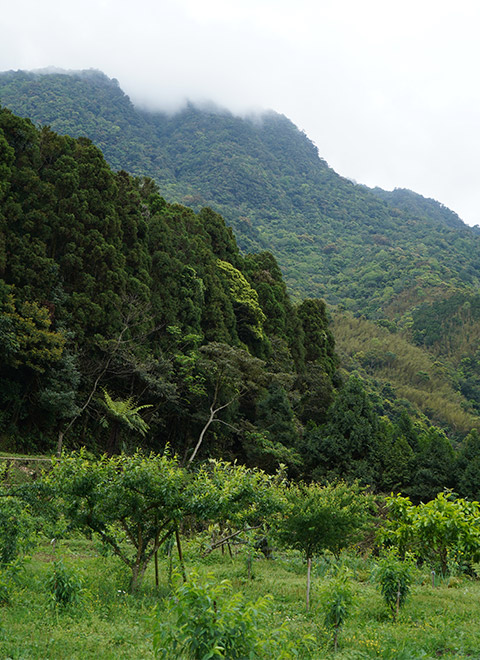 Index Photo 01 480x640 Index Photo 01 480x640