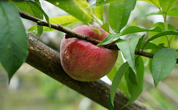 山霧農產生產的五月桃,營養可口 山霧農產生產的五月桃,營養可口