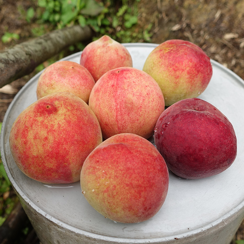 山霧農場水蜜桃,甜又大顆 山霧農場水蜜桃,甜又大顆