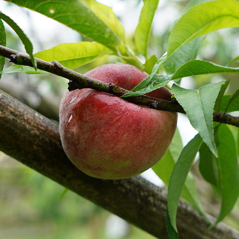 南插天山 山霧農場 五月桃 精緻栽培 限量供應 南插天山 山霧農場 五月桃 精緻栽培 限量供應