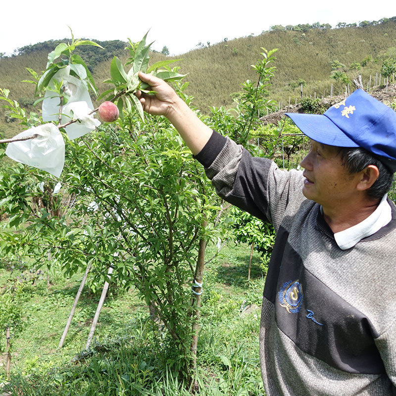 南插天山 山霧農場 早生的桃子 南插天山 山霧農場 早生的桃子