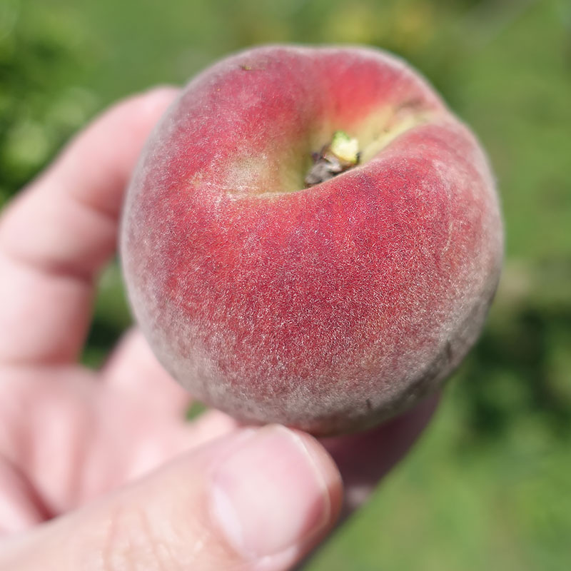 山霧農場水蜜桃,甜又大顆 山霧農場水蜜桃,甜又大顆