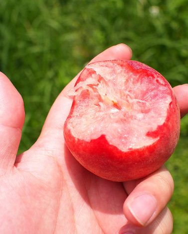 南插天山 山霧農場 五月桃 Eat Phoho 02 800x800 南插天山 山霧農場 五月桃 Eat Phoho 02 800x800