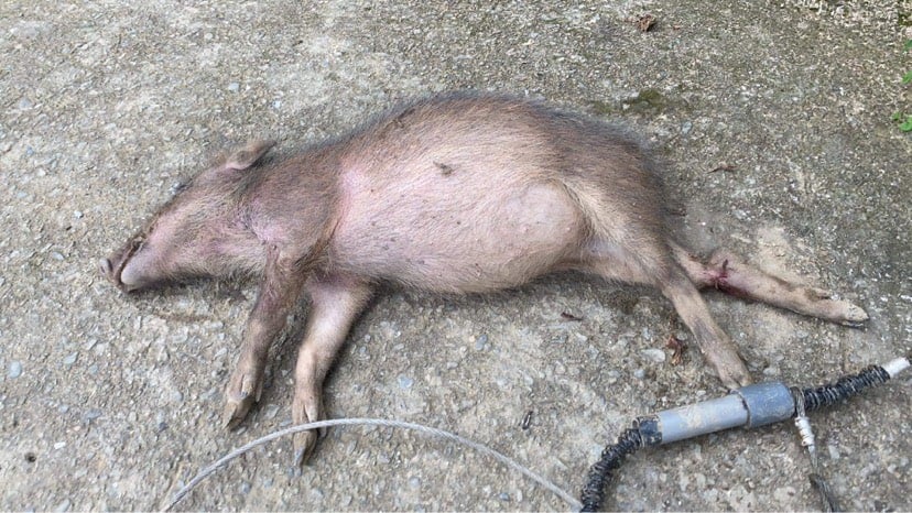 今天吊到一頭山豬 @ 2021 08 30 01