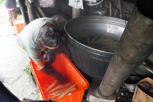 桂竹筍產季2023年-從大桶子裡拿出熱熱的桂竹筍